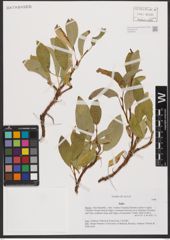 Foto von Salix L.